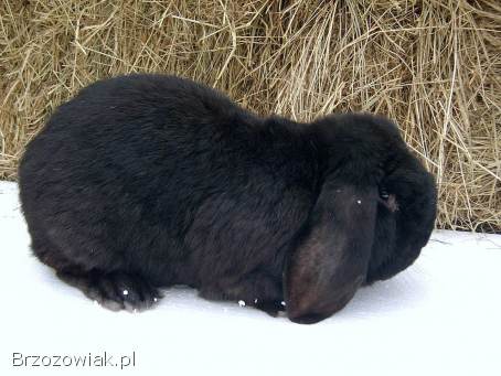 Baran francuski.  Króliki gotowe do rozrodu.