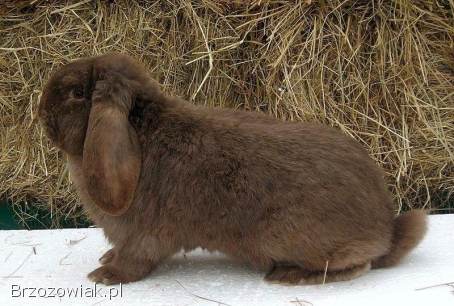 Baran francuski.  Króliki gotowe do rozrodu.
