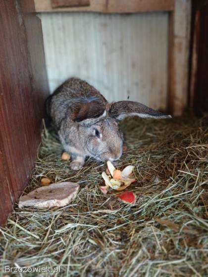 Króliki różne samce i samice