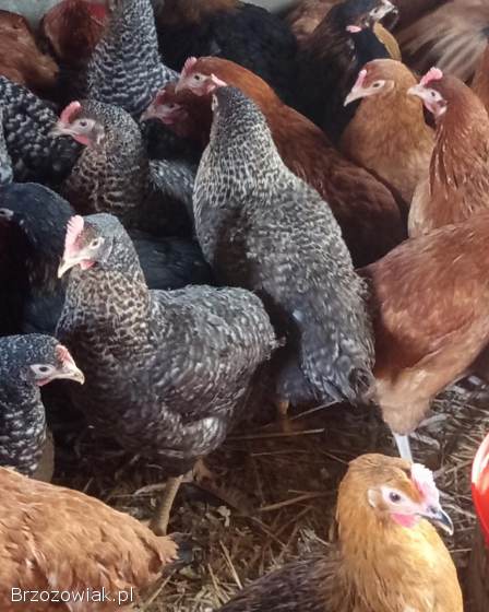 Młode kury kokoszki Rossa w różnym kolorze