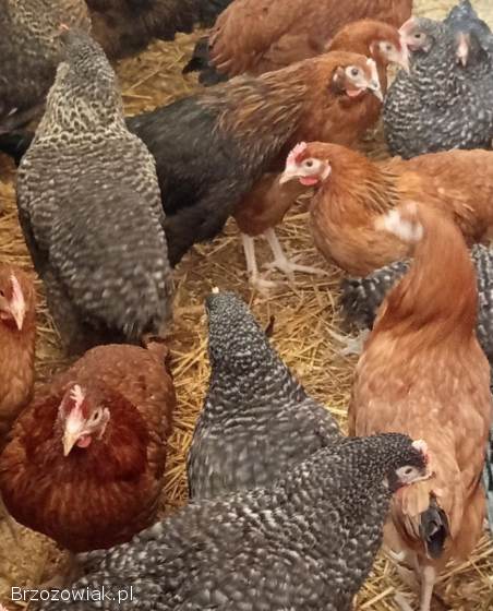 Młode kury kokoszki Rossa w różnym kolorze