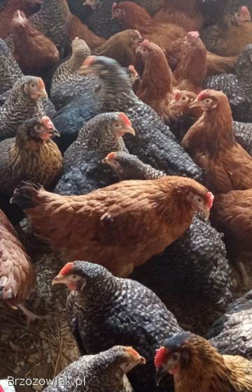 Młode kury kokoszki Rossa w różnym kolorze