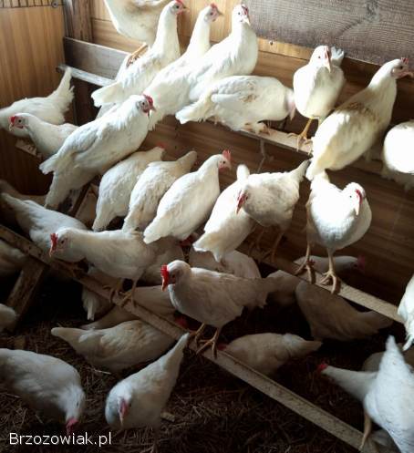 Młode kury kokoszki Rossa w różnym kolorze