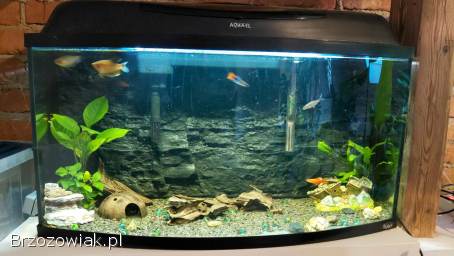 Sprzedam akwarium 112l panoramiczne
