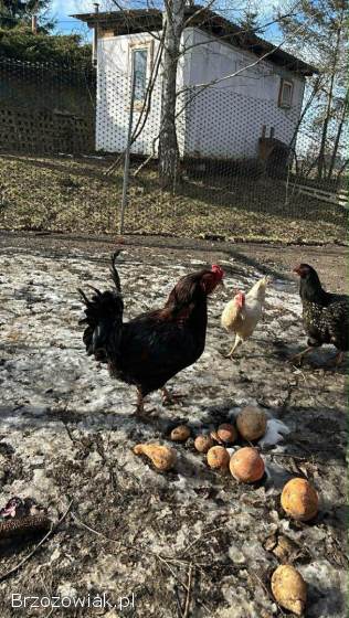 Sprzedam koguty