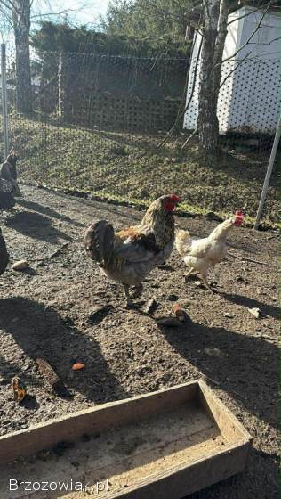 Sprzedam koguty