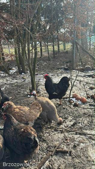 Sprzedam koguty