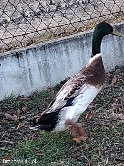 Roczny Kaczor biegus