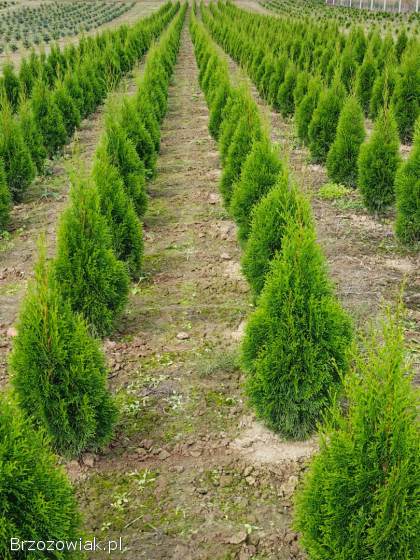TUJA SZMARAGD wysokość 100-130 cm