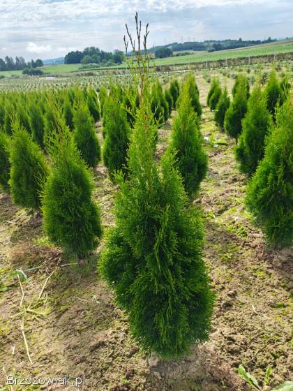 TUJA SZMARAGD wysokość 100-130 cm