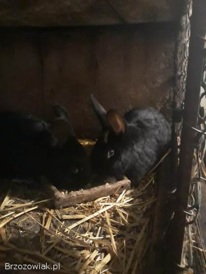 Samiczki króla młode do rozrodu