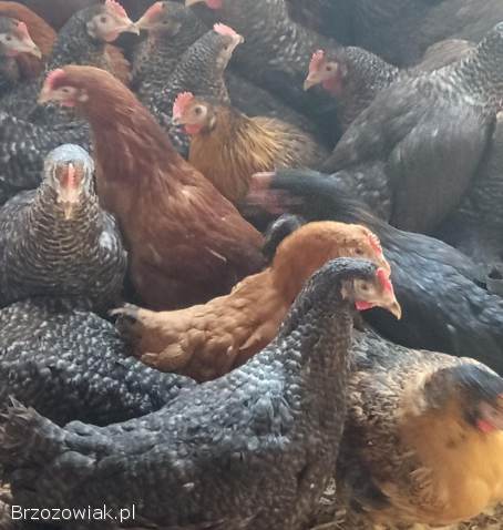 Młode kury kokoszki rosa i inne