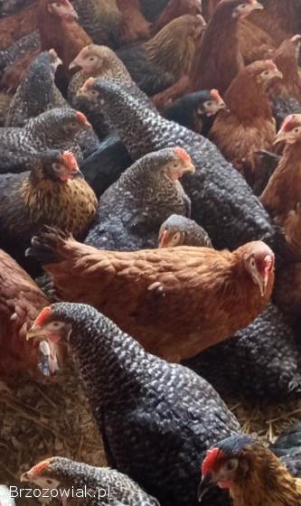 Młode kury kokoszki rosa i inne