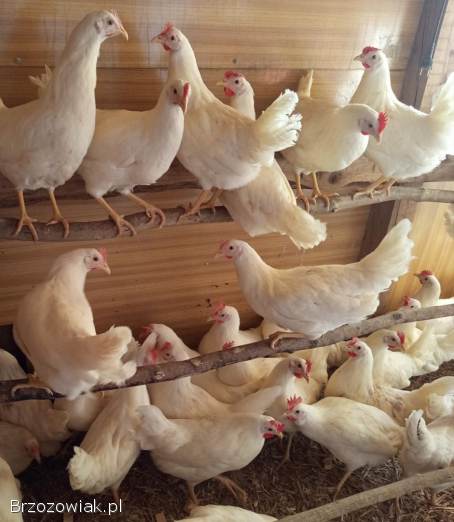 Młode kury kokoszki rosa i inne