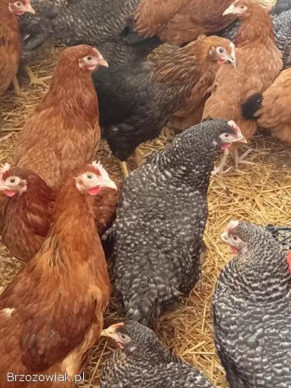 Młode kury kokoszki rosa i inne