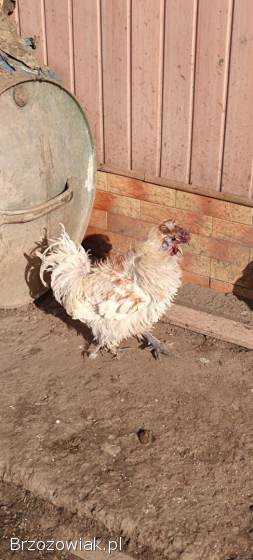 Koguty rasowe imixy