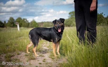 Gucio -  młody,  niekonfliktowy,  wychowany psiak!