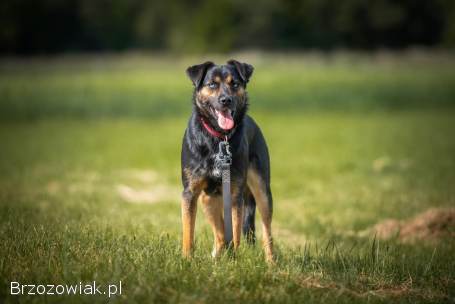 Gucio -  młody,  niekonfliktowy,  wychowany psiak!