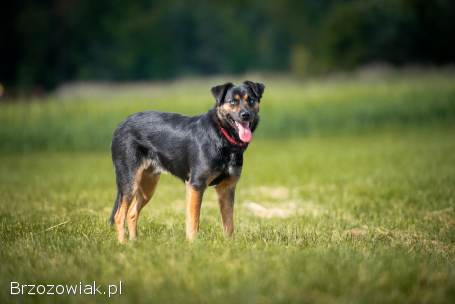 Gucio -  młody,  niekonfliktowy,  wychowany psiak!
