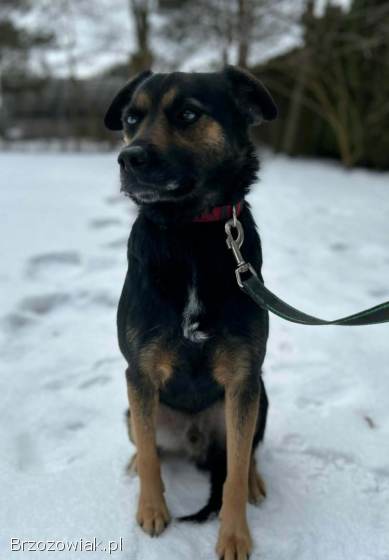 Gucio -  młody,  niekonfliktowy,  wychowany psiak!