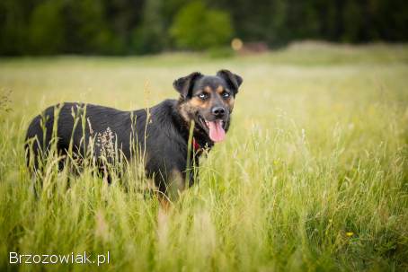 Gucio -  młody,  niekonfliktowy,  wychowany psiak!