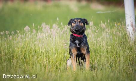 Gucio -  młody,  niekonfliktowy,  wychowany psiak!
