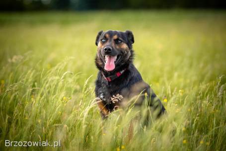 Gucio -  młody,  niekonfliktowy,  wychowany psiak!