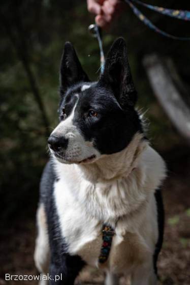 Pako -  przyjazny,  wesoły,  proludzki karelczyk mix