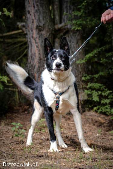 Pako -  przyjazny,  wesoły,  proludzki karelczyk mix