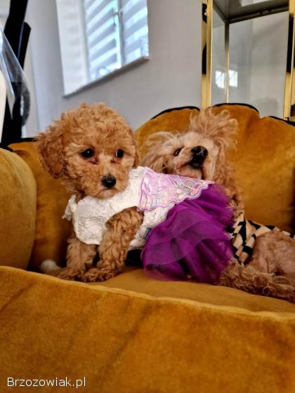 Rasowe pudelki toy /miniatura do odbioru