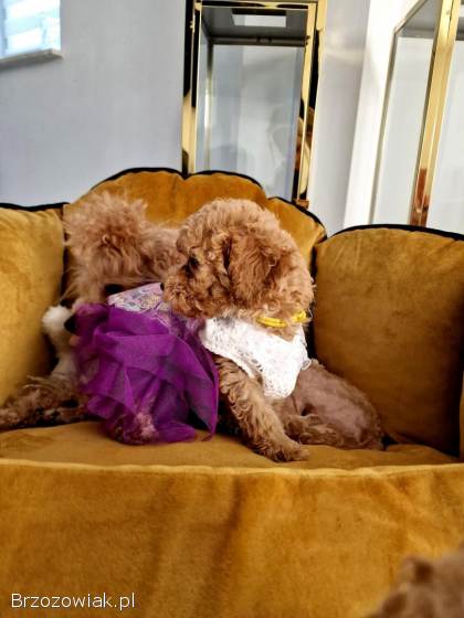 Rasowe pudelki toy /miniatura do odbioru