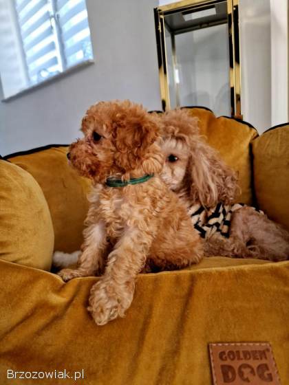 Rasowe pudelki toy /miniatura do odbioru