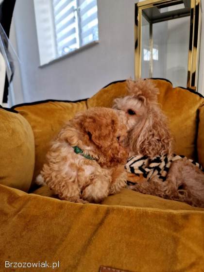 Rasowe pudelki toy /miniatura do odbioru