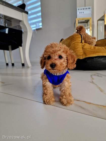 Rasowe pudelki toy /miniatura do odbioru