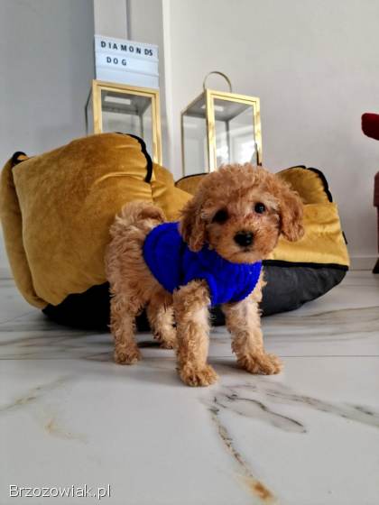 Rasowe pudelki toy /miniatura do odbioru