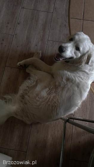 Owczarek podhalański