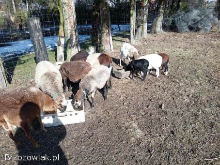 Sprzedam owce kameruńskie.