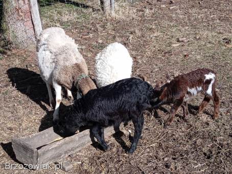 Sprzedam owce kameruńskie.