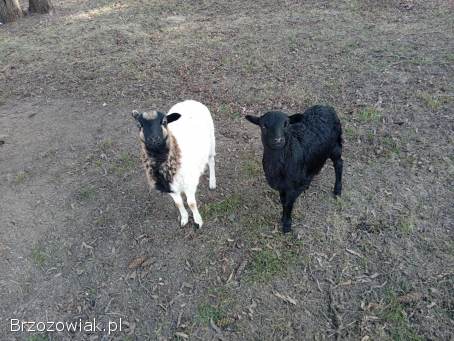 Sprzedam owce kameruńskie.