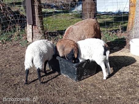 Sprzedam owce kameruńskie.