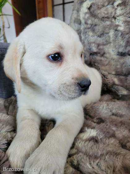 Cudne Szczeniaki Rasy Labrador