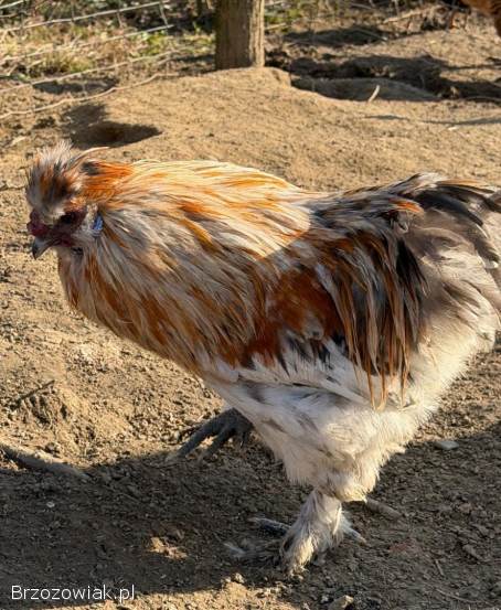 Sprzedam koguty Silki