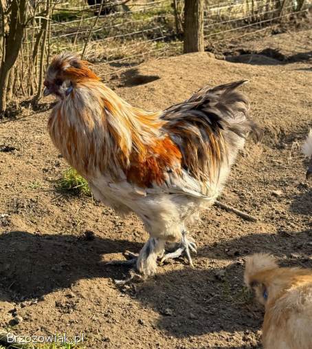 Sprzedam koguty Silki