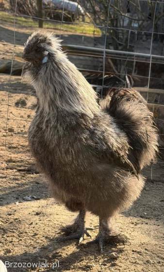 Sprzedam koguty Silki