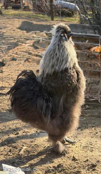 Sprzedam koguty Silki