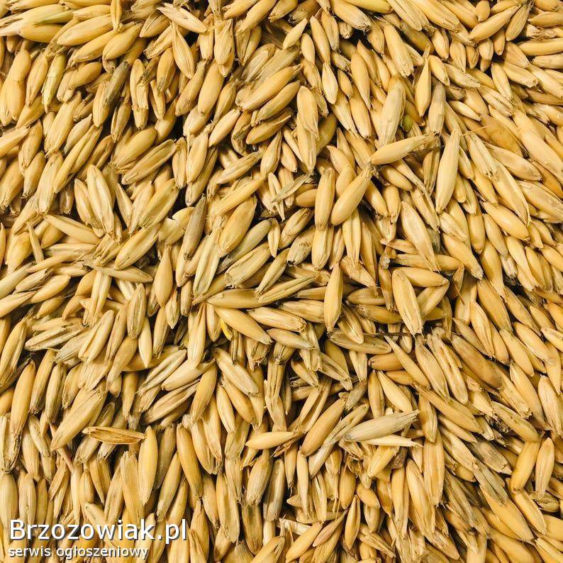 Sprzedam Owies BINGO