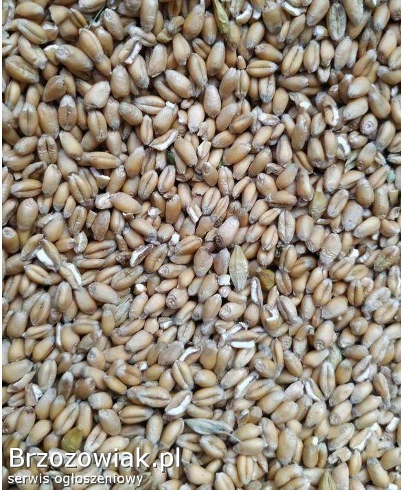 Sprzedam pszenicę OZIMĄ