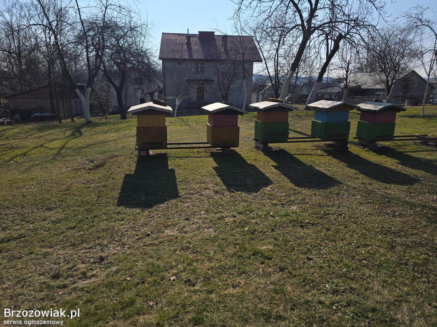 Pszczoły,  ule,  węza pszczela