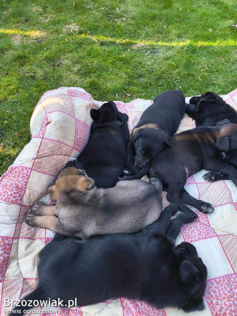 Sprzedam młode labradory