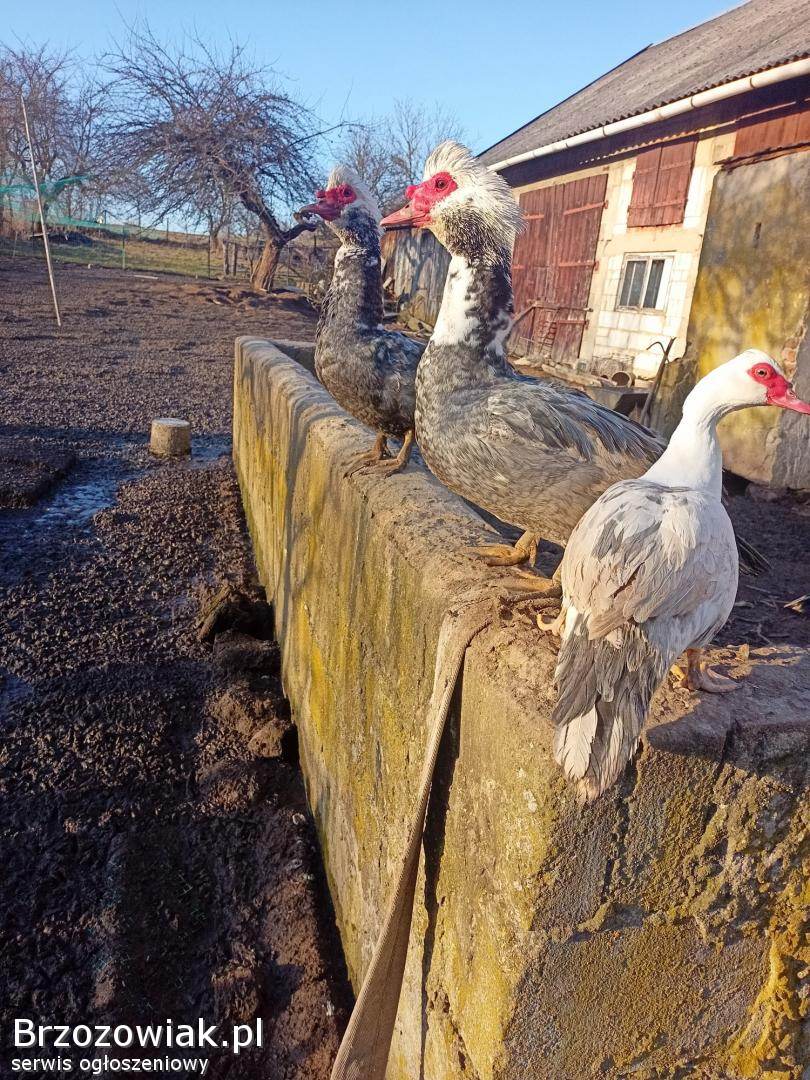 Sprzedam kaczki francuskie